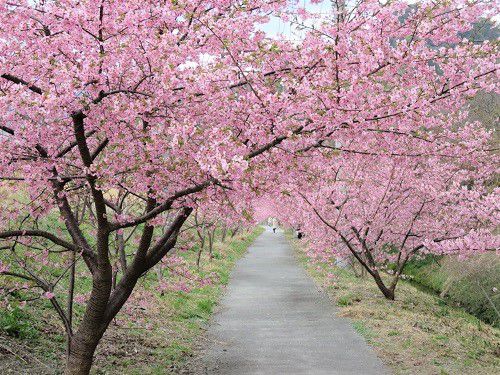 麻機遊水地、河津桜【静岡市】：満開の桜アーチ