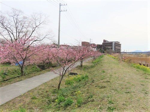 麻機遊水地、河津桜【静岡市】：桜並木