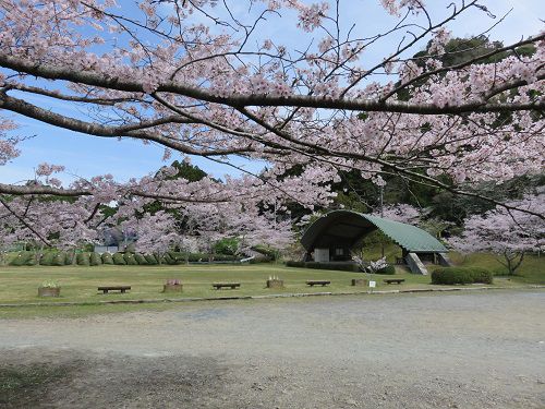 敷地川沿い、獅子ケ鼻公園の桜【磐田市】：駐車場側から見た見頃満開の桜