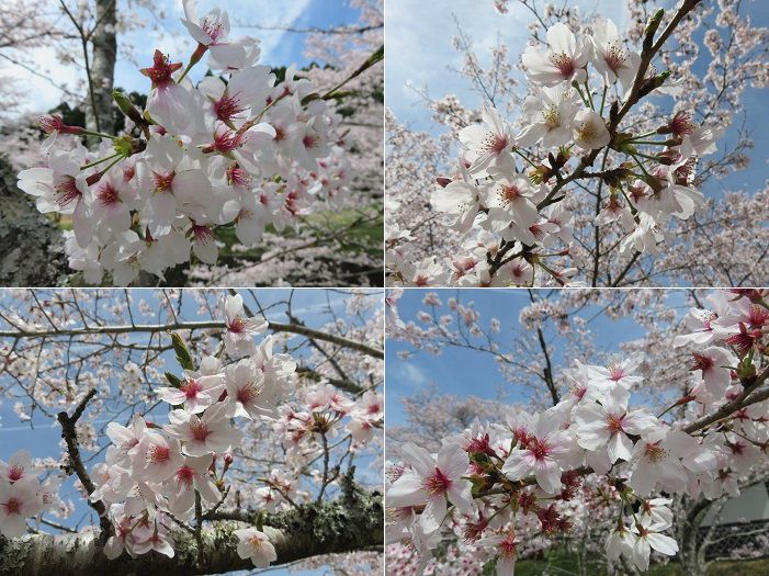 敷地川沿い、桜【磐田市】：桜のズームアップ