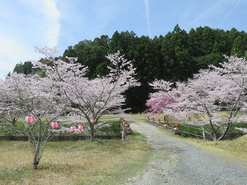 敷地川沿い、獅子ケ鼻公園の桜【磐田市】：見頃満開の桜