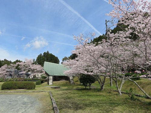 敷地川沿い、獅子ケ鼻公園の桜【磐田市】：野外ステージと桜
