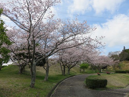 菊川中央公園、桜【菊川市】
