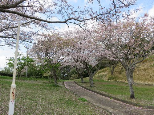 菊川中央公園、桜【菊川市】：見頃全開の桜並木