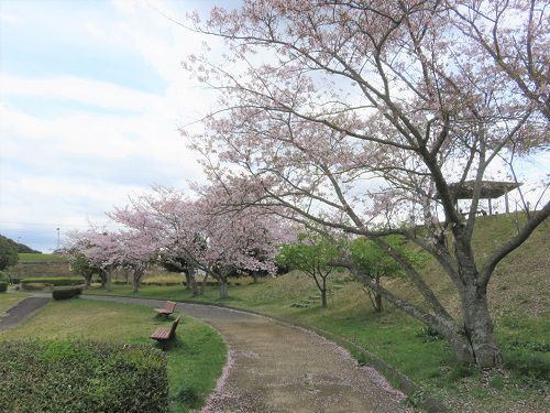 菊川中央公園、桜【菊川市】：遊歩道と桜並木