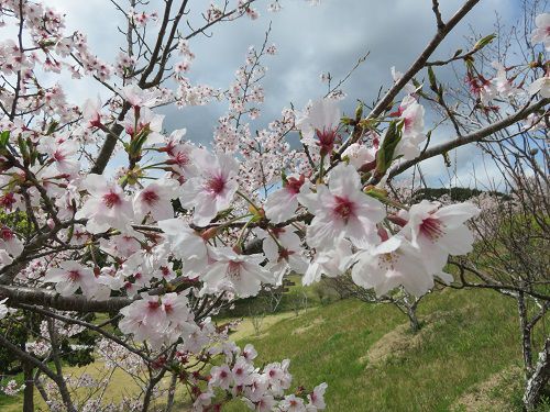 相良油田の里公園、桜【牧之原市】：桜のズームアップ