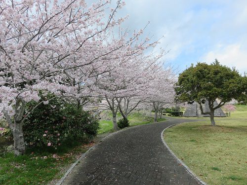 相良油田の里公園、桜【牧之原市】