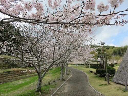 相良油田の里公園、桜【牧之原市】：満開の桜