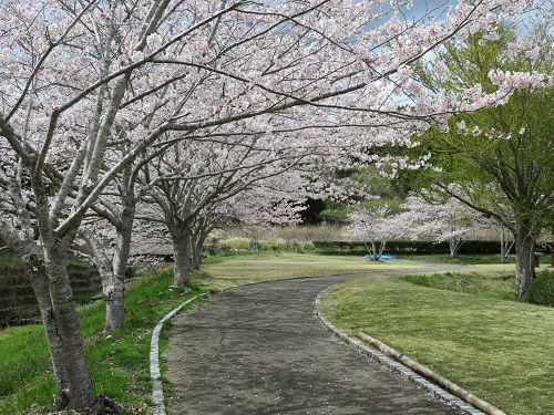 相良油田の里公園、桜【牧之原市】：見頃満開の素晴らしい桜並木