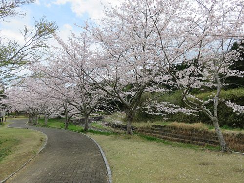 相良油田の里公園、桜【牧之原市】：遊歩道と桜