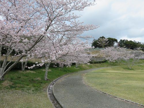 相良油田の里公園、桜【牧之原市】：散歩道と桜並木