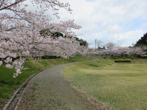 相良油田の里公園、桜【牧之原市】：曇りの桜