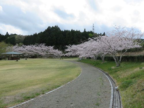 相良油田の里公園、桜【牧之原市】：曇り空と満開の桜並木