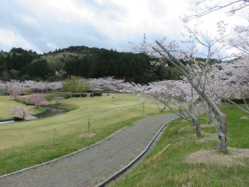 相良油田の里公園、桜【牧之原市】：見頃を迎えていた桜並木