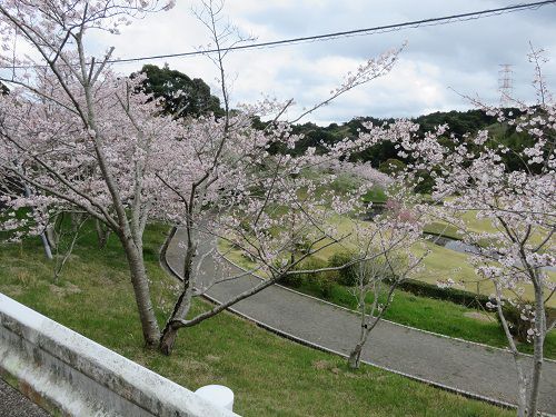 相良油田の里公園、桜【牧之原市】：見頃満開の桜並木