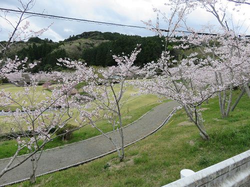 相良油田の里公園、桜【牧之原市】：見頃の桜