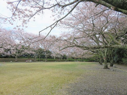 能満寺山公園、桜【吉田町】