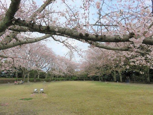 能満寺山公園、桜【吉田町】：見頃満開の桜並木