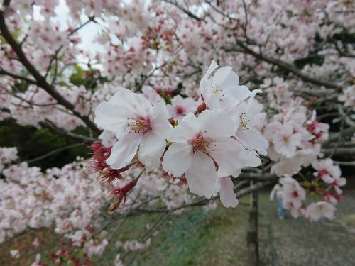 能満寺山公園、桜【吉田町】：桜のズームアップ
