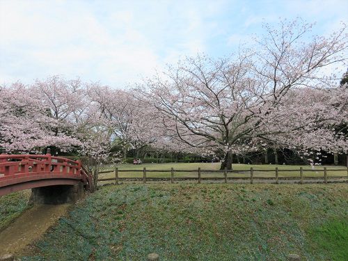 能満寺山公園、桜【吉田町】：曇り空と桜