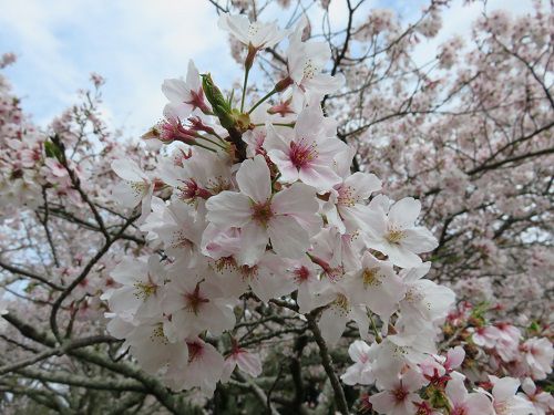 能満寺山公園、桜【吉田町】：近寄って眺めた桜