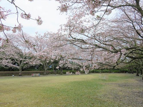 能満寺山公園、桜【吉田町】：芝生広場の見頃満開の桜