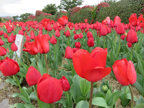 県営吉田公園、チューリップ【吉田町】：赤いチューリップ