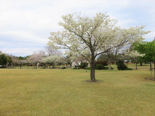 吉田公園、桜【吉田町】：見頃の桜