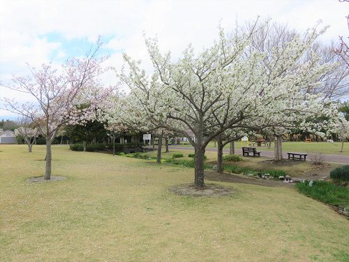 吉田公園、桜【吉田町】