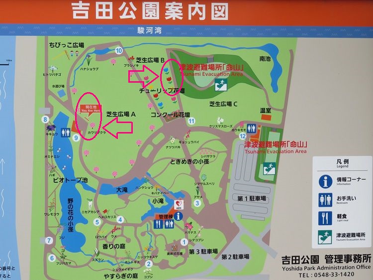 吉田公園、桜【吉田町】：現地案内図