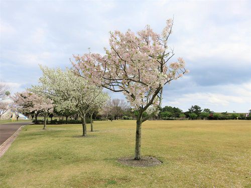 吉田公園、桜【吉田町】：曇り空と桜