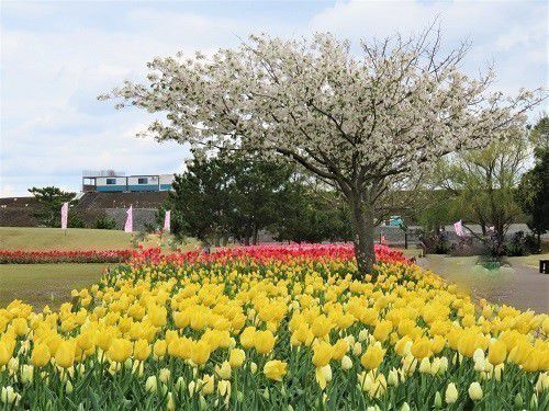 吉田公園、桜【吉田町】：チューリップと桜