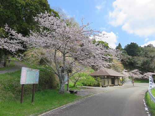横地城跡、桜【菊川市】：駐車場方向の桜