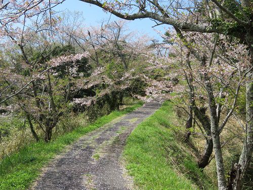 横地城跡、桜【菊川市】：見頃の桜並木