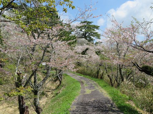 横地城跡、桜【菊川市】：見頃の桜景色