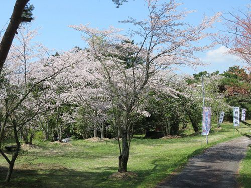 横地城跡、桜【菊川市】：見頃を迎えた桜の数々
