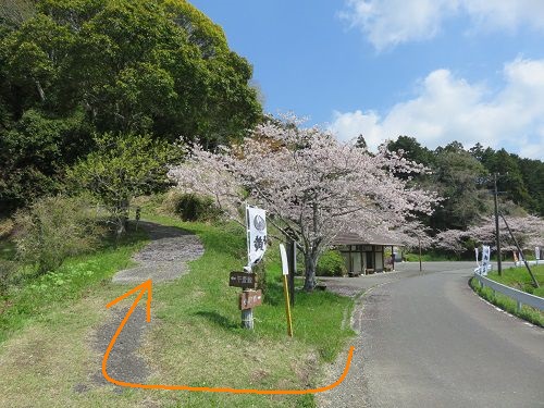 横地城跡、桜【菊川市】：本丸へ向かって歩き出しています