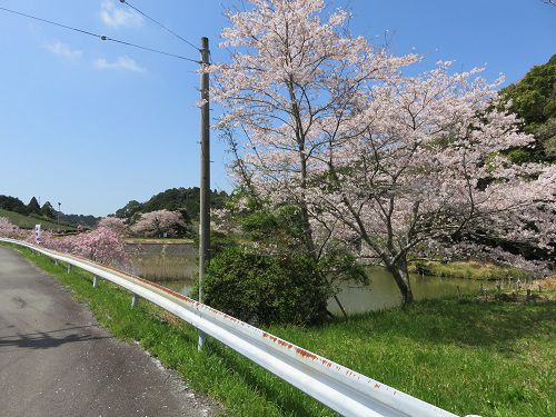 横地城跡、桜【菊川市】：上池方向を向いて