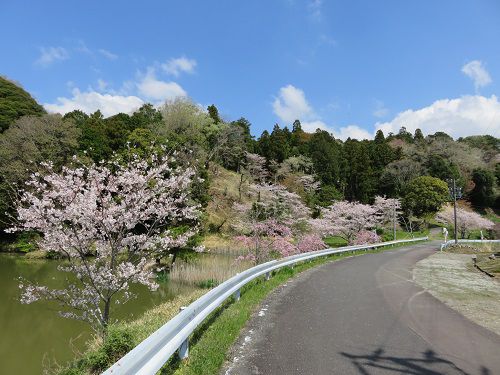 横地城跡、桜【菊川市】：見頃全開の桜と池