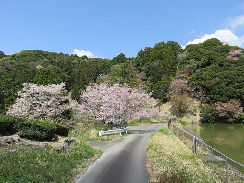 横地城跡、桜【菊川市】：晴れた空と見頃の桜