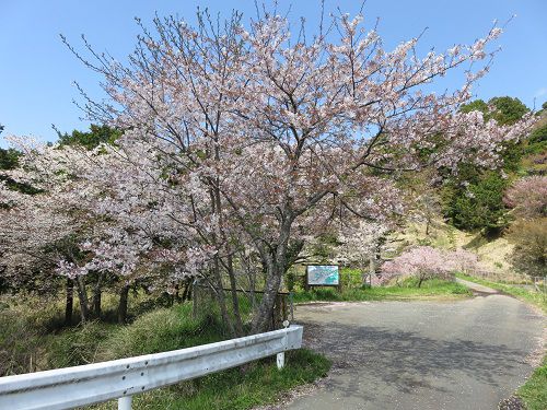 横地城跡、桜【菊川市】：上池西側桜