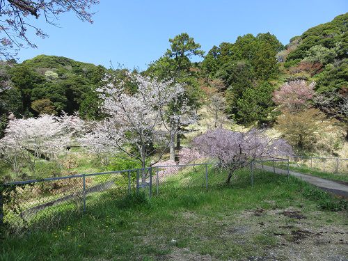 横地城跡、桜【菊川市】：見頃全開の桜景色と晴れた空
