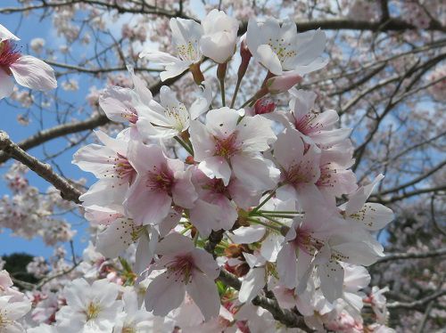 横地城跡、桜【菊川市】：桜のズームアップ