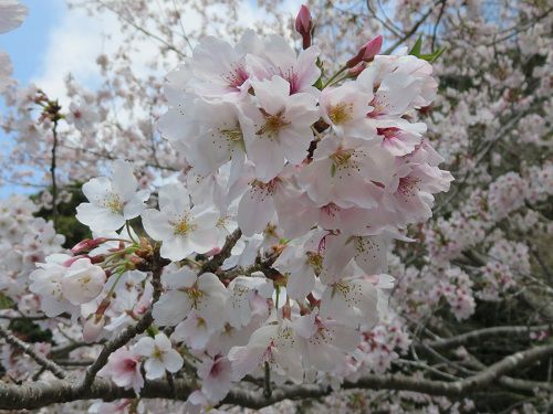 横地城跡、桜【菊川市】：近寄って眺めた桜景色