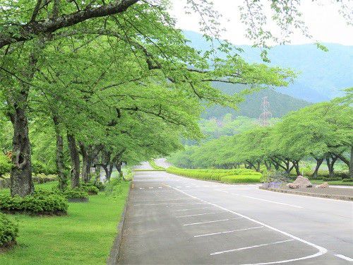 富士霊園、新緑【小山町】：メイン道路