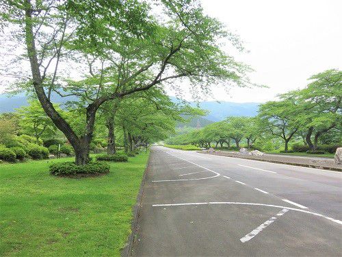 富士霊園、新緑【小山町】：メインストリート