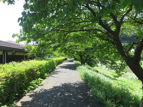 青野川沿い、散歩道【南伊豆町】：遊歩道
