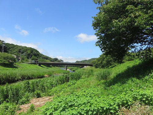青野川沿い、散歩道【南伊豆町】：緑