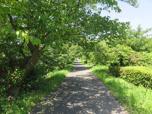 青野川沿い、散歩道【南伊豆町】：暑い一日