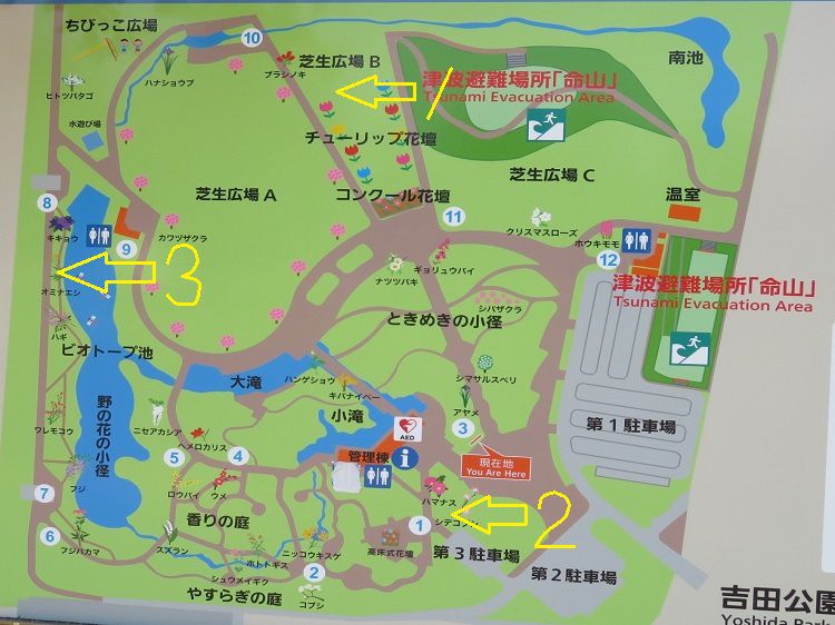 吉田公園、パンパスグラス【吉田町】：園内案内図